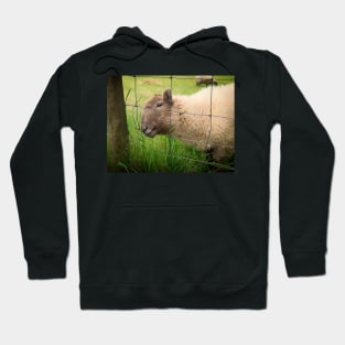 The Smiling Sheep Hoodie